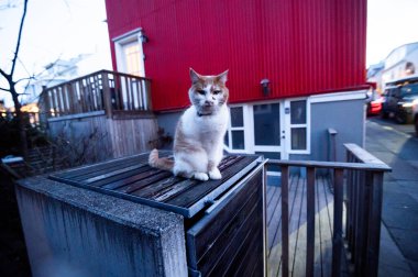 İzlanda, Reykjavik Caddesi 'ndeki kedi.