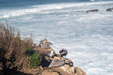 La Jolla Koyu 'ndaki uçurumda pelikanlar