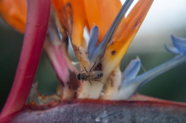 Bir çiçeğin üzerindeki arıyı yakından çek.