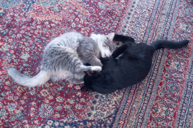 İki kedi halıda uyuyor..