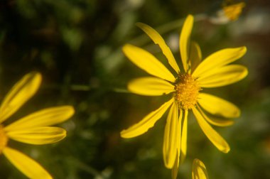 Doğadaki sarı çiçekler, bitki örtüsü.