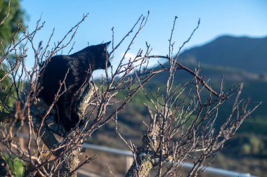 Kaliforniya 'da bir ağaçtaki kara kedi