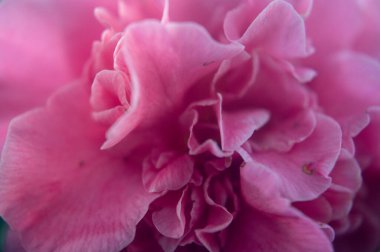 pembe çiçekler makroyu kapatır