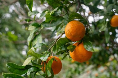 Olgun mandalinalar ağaçta