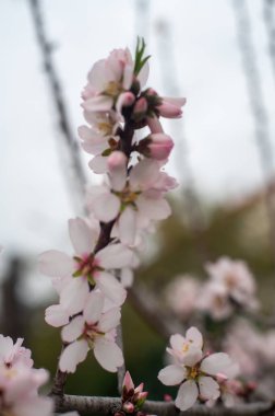Çiçek açan bir badem ağacının dalı