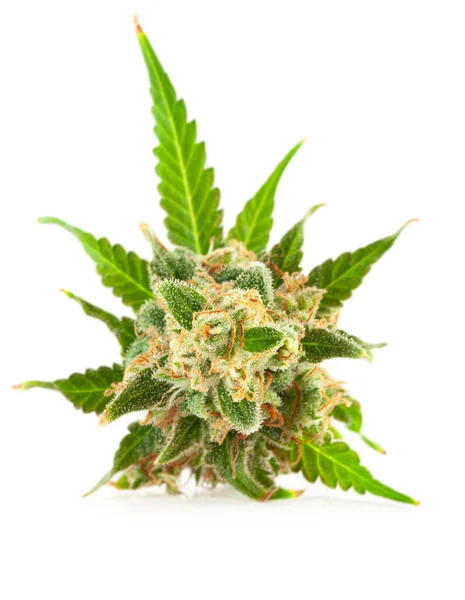Medicinsk Marijuana Blomma Med Trichomes Och Orange Hår Och Blad — Stockfoto