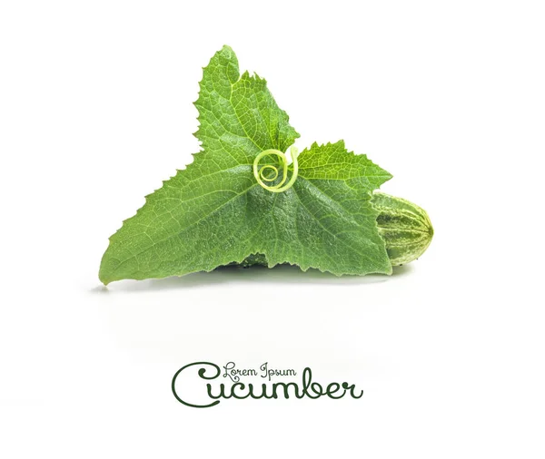 Cucumber Leaf Spiral Tendril Isolated White Background — Stock Photo, Image