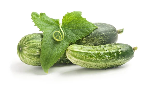 Komkommers Blad Met Spiraalvormige Tand Geïsoleerd Witte Achtergrond — Stockfoto