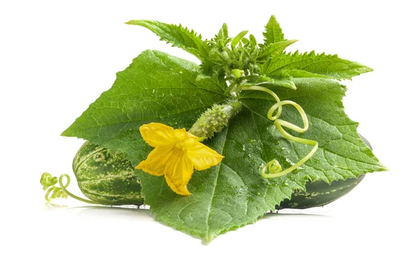 Cucumbers Leaf Isolated White Background — Stock Photo, Image