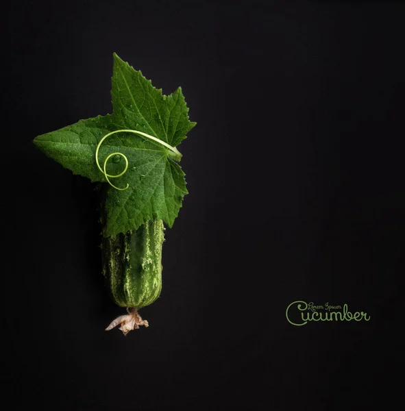 Cucumber Leaf Spiral Tendril Black Background Stock Photo