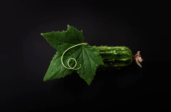 Cucumber Leaf Spiral Tendril Black Background Stock Picture