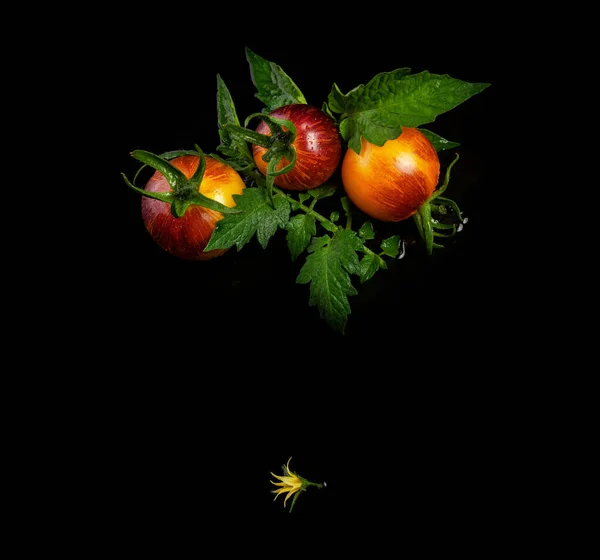 Wet Yellow Red Striped Tomatoes Black Background — Stock Photo, Image