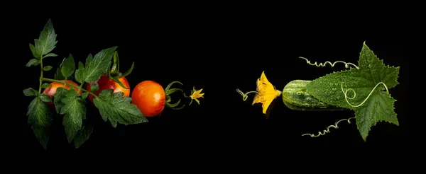 Pepino Tomates Con Flores Hojas Guirnalda Espiral Sobre Fondo Negro — Foto de Stock