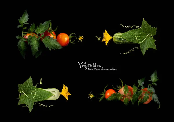 Pepino Tomates Con Flores Hojas Guirnalda Espiral Sobre Fondo Negro Imágenes de stock libres de derechos