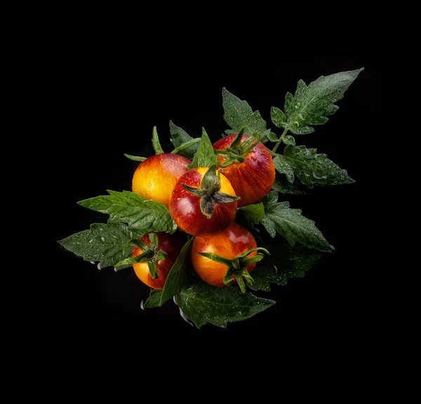 Nat Geel Rood Gestreepte Tomaten Zwarte Natte Achtergrond Met Waterdruppels — Stockfoto
