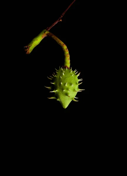 Genç Yeşil Kestane Meyvesi Siyah Arka Planda Izole — Stok fotoğraf