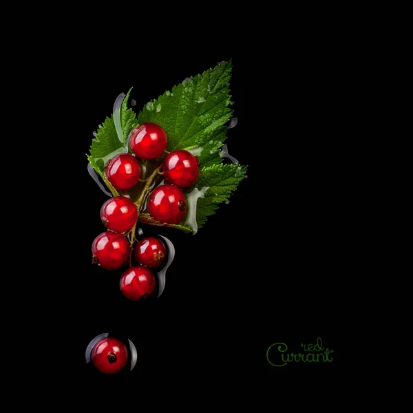 Fresh Red Currant Isolated Black Background — Stock Photo, Image