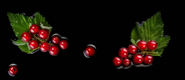 Fresh Red Currant Isolated Black Background Stock Picture