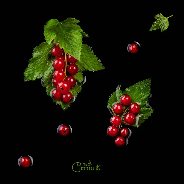 Fresh Red Currant Isolated Black Background Stock Picture