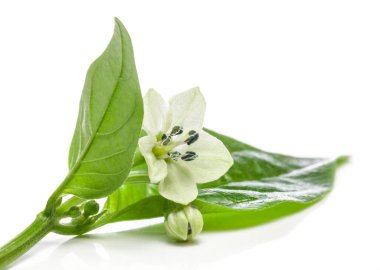 Habanero kırmızı biber çiçeği, yapraklar ve tomurcuklar beyaz arka planda izole edilmiş. kırpma yolu