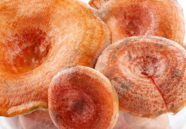 Safran sütü mantarları (Lactarius deliciosus) arka plan. 