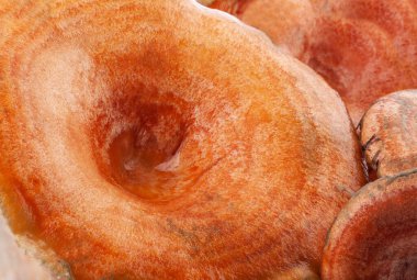 Safran sütü mantarları (Lactarius deliciosus) arka plan. 