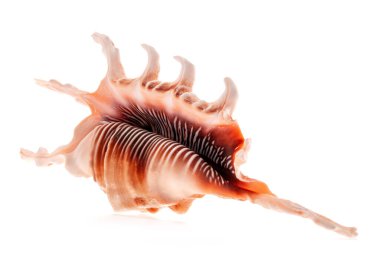 Kuzuların akrep deniz kabukları beyaz arka planda izole edilmiş. Turuncu Akrep Kabuğu, Örümcek Kabuğu Deniz Kabuğu