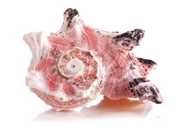 Angaria delphinus, Angariidae familyasından bir deniz salyangozu türü..