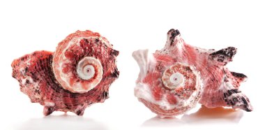 İki Angaria delphinus (delphinula), Angariidae familyasından bir deniz salyangozu türüdür..