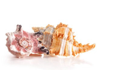 Güzel egzotik deniz kabukları Angaria Delphinus ve Murex salyangozları beyaz üzerine izole edilmiş..