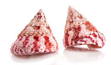 Rochia conus, Tegulidae familyasından Tegulidae familyasından bir deniz salyangozu türü..