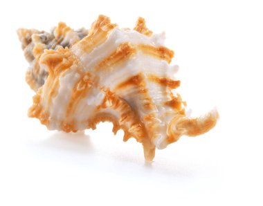 Beyaz ve turuncu nadir deniz kabuğu, beyaz salyangoz (Murex salyangozları) familyasının bir üyesi olan Chicoreus cinsinden..