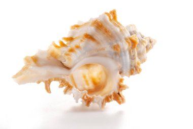 Beyaz ve turuncu nadir deniz kabuğu, beyaz salyangoz (Murex salyangozları) familyasının bir üyesi olan Chicoreus cinsinden..