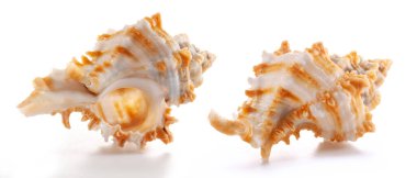 Beyaz ve turuncu nadir deniz kabuğu, beyaz salyangoz (Murex salyangozları) familyasının bir üyesi olan Chicoreus cinsinden..