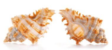 Beyaz ve turuncu nadir deniz kabuğu, beyaz salyangoz (Murex salyangozları) familyasının bir üyesi olan Chicoreus cinsinden..