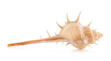 Güzel egzotik deniz kabuğu Murex trapa yaygın olarak kullanılan beyaz omurgalı murex. Deniz salyangozu, Muricidae familyasından bir deniz salyangozu türüdür.