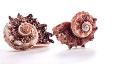 Angaria delphinus, Angariidae familyasından bir deniz salyangozu türü..