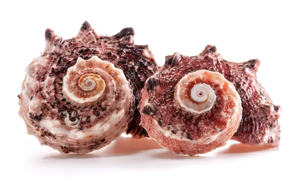 Angaria delphinus, Angariidae familyasından bir deniz salyangozu türü..