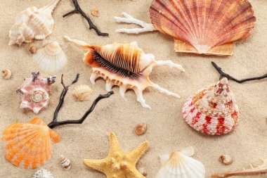 Eşsiz ve güzel deniz kabukları, mercanlar ve kumlara dizilmiş bir denizyıldızı. Deniz sakinlerinin şekilleri, renkleri ve dokuları deniz kıyısında bir yaz tatili hissi yaratıyor.
