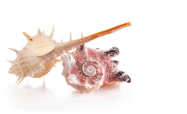 Güzel egzotik deniz kabuğu Murex trapa (nadir omurgalı murex), Angaria delphinus (delphinula) beyaz üzerine izole edilmiş. Muricidae ve Angariidae familyasından bir deniz salyangozu türüdür.