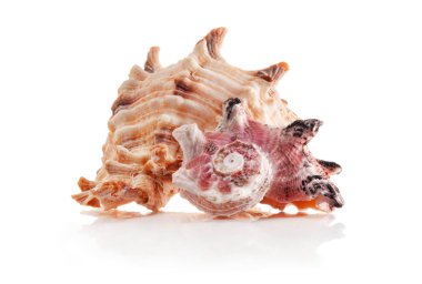 Güzel egzotik deniz kabuğu Angaria Delphinus ve Murex beyaza izole edilmiş..