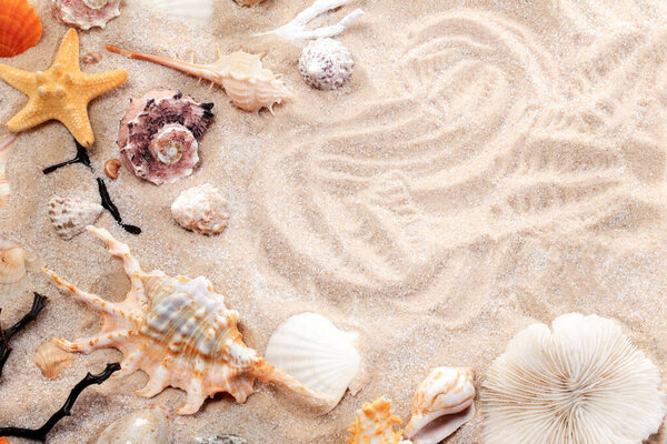 Unique and beautiful seashells, corals, and a starfish arranged on sand. The diversity of shapes, colors, and textures of marine inhabitants creates a feeling of summer vacation on the seashore