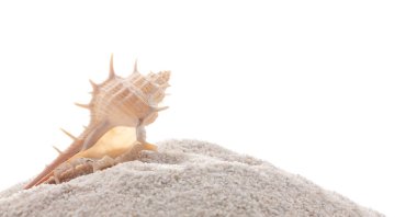 Güzel egzotik deniz kabuğu Murex trapa (nadir omurgalı murex) beyaz kumlar üzerine kurulmuştur. Deniz salyangozu, Muricidae familyasından bir deniz salyangozu türüdür.