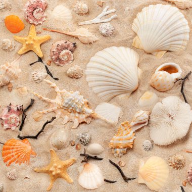 Eşsiz ve güzel deniz kabukları, mercanlar ve kumlara dizilmiş bir denizyıldızı. Deniz sakinlerinin şekilleri, renkleri ve dokuları deniz kıyısında bir yaz tatili hissi yaratıyor.