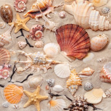 Eşsiz ve güzel deniz kabukları, mercanlar ve kumlara dizilmiş bir denizyıldızı. Deniz sakinlerinin şekilleri, renkleri ve dokuları deniz kıyısında bir yaz tatili hissi yaratıyor.