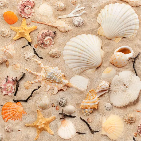 Eşsiz ve güzel deniz kabukları, mercanlar ve kumlara dizilmiş bir denizyıldızı. Deniz sakinlerinin şekilleri, renkleri ve dokuları deniz kıyısında bir yaz tatili hissi yaratıyor.