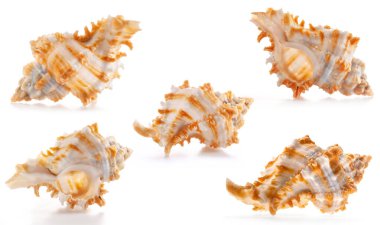 Beyaz ve turuncu nadir deniz kabuğu, beyaz salyangoz (Murex salyangozları) familyasının bir üyesi olan Chicoreus cinsinden..