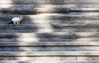 Taş basamaklarda bağımsız kedi