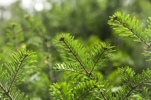  Bahar ışığında zümrüt iğneleri.