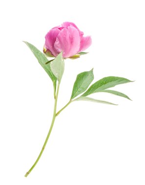 Beyaz üzerinde yeşil yaprakları olan güzel pembe şakayıklar.